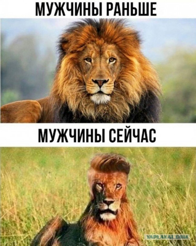50 оттенков серого! Или самосвал баянов