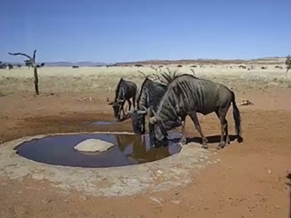 Водопой в пустыне Намиб