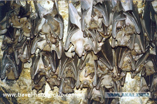 Они живут только 40 лет