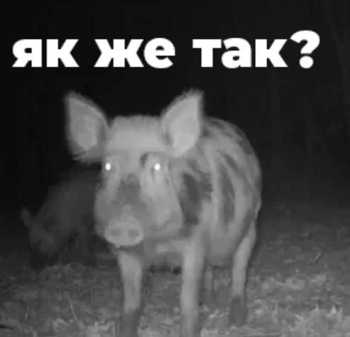 «Куда исчезло братство?»: академик РАН из Бурятии ответил своему коллеге из Украины