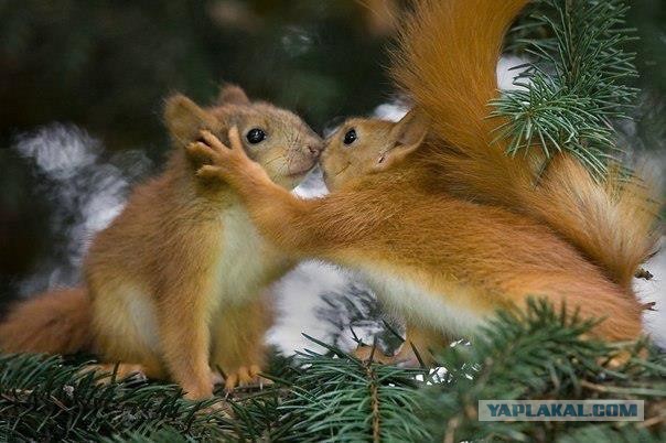 Занимательная зоология