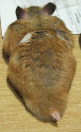 Здравствуй, мой плюшевый мишка!