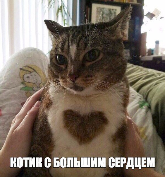 ФотоВинегрет