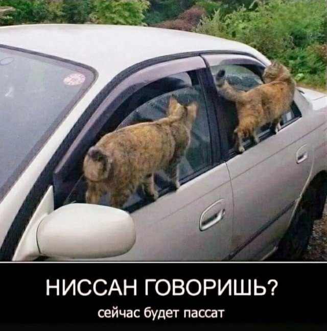 К котовторнику: подборка картинок-баянов с котиками и про котиков. Выпуск 11