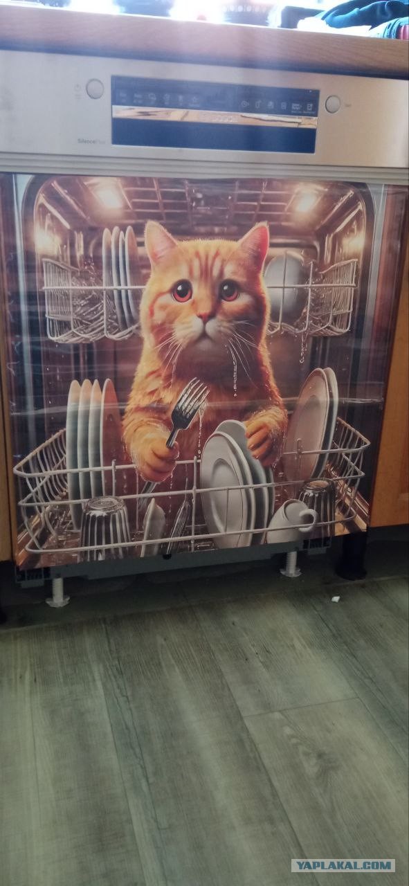 Кот