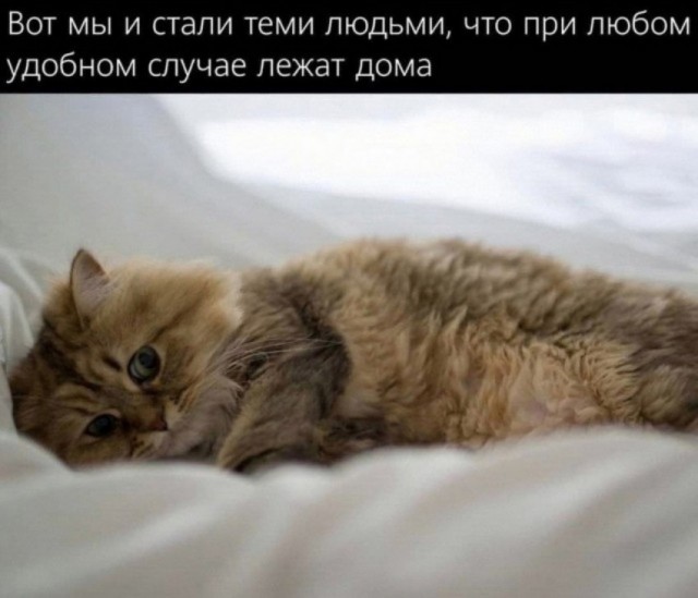 К котовторнику: подборка картинок-баянов с котиками и про котиков. Выпуск 25.