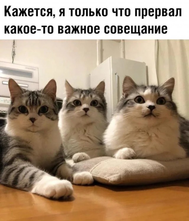 К котовторнику: подборка картинок-баянов с котиками и про котиков. Выпуск 31.