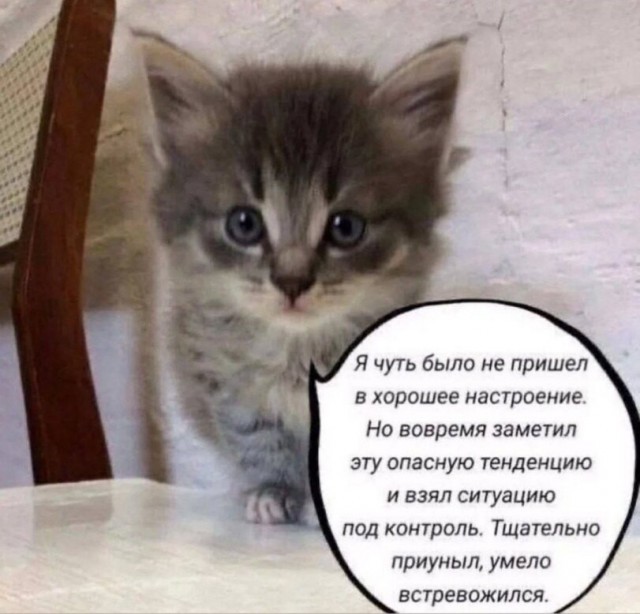 К котовторнику: подборка картинок-баянов с котиками и про котиков. Выпуск 47.