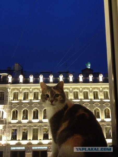 День кошек в России