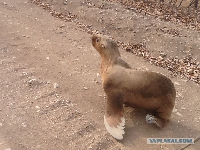 Cпасение морского льва