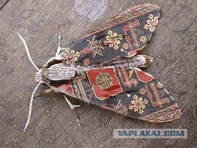 Ковры в соц-сетях
