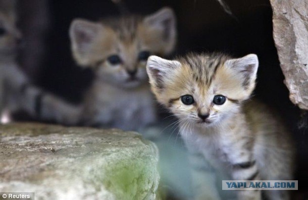 Котята хищных кошек