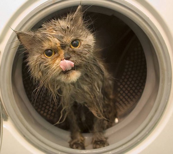 Помыл кота