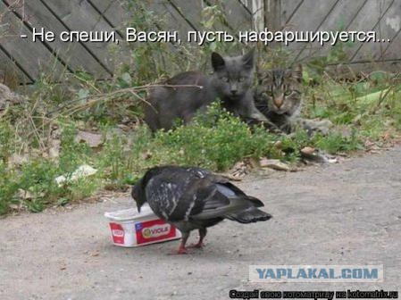 Веселые картинки