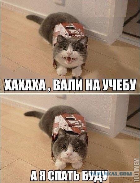 Весёлое из сети