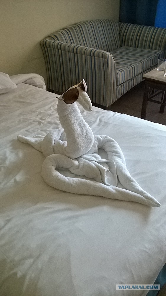 Вернулся в свой номер отеля в Египте и нашел это