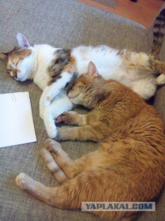Котовторник 15-09-2015 !