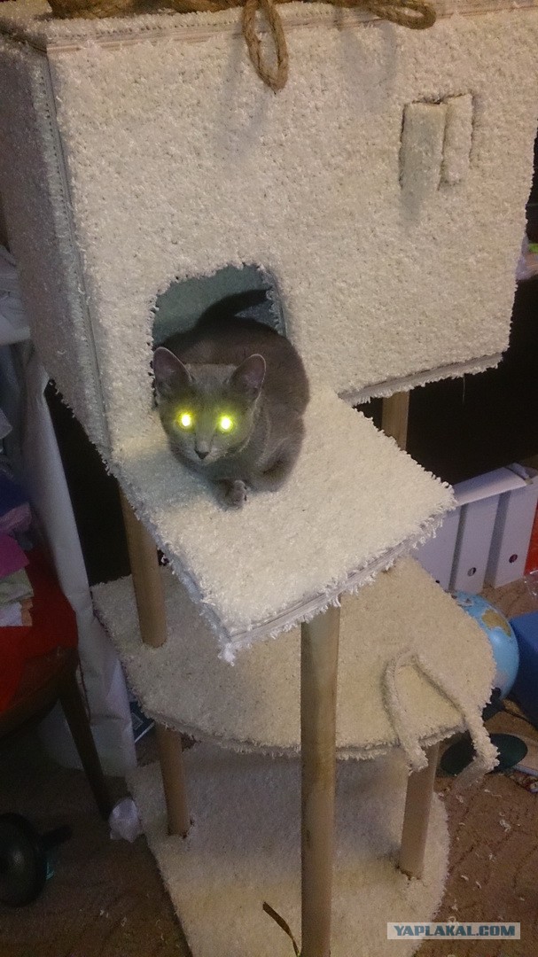 КОТЭдж