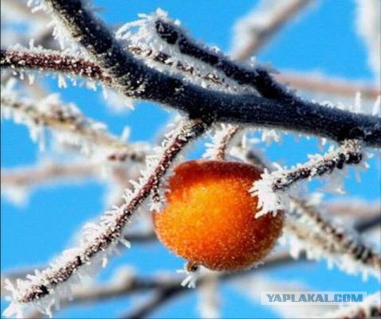 Разности в картинках