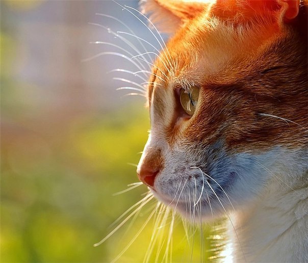 Котовторник