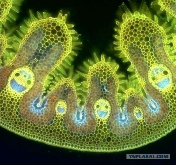 Мир в миллиметре