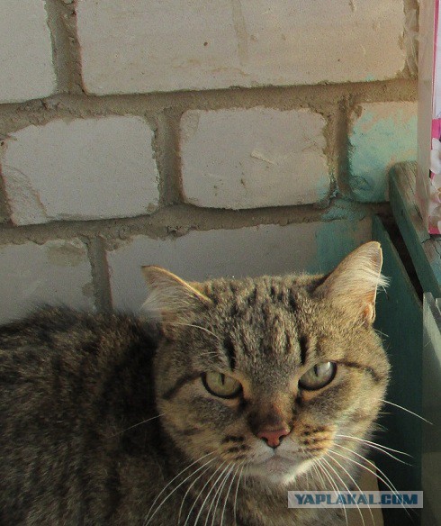 Котовторник  01.03.2016