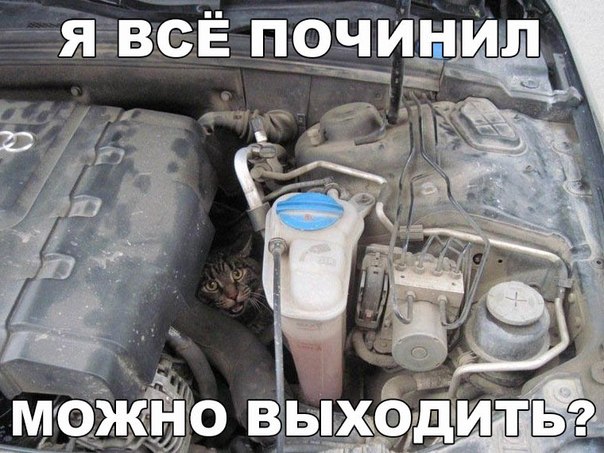 Мохнатые беспредельщики