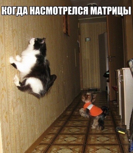 Мохнатые беспредельщики