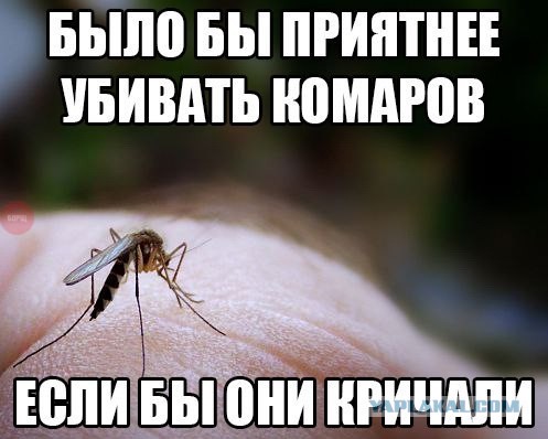 Жало комара