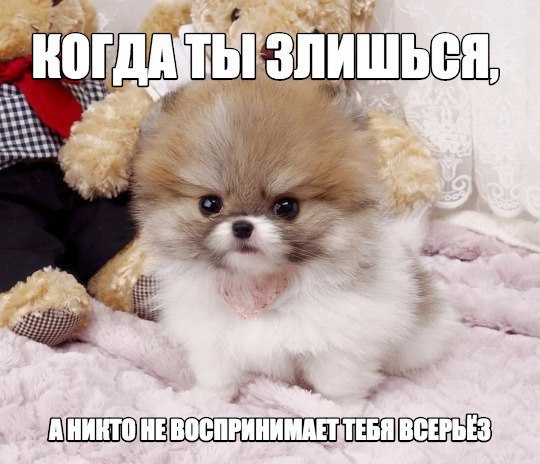 Прикольные животные