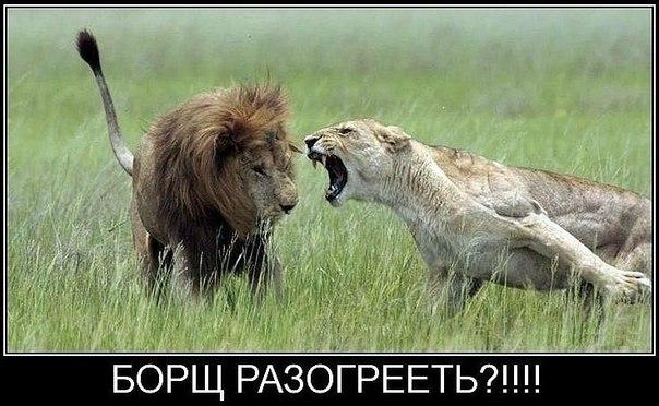 Прикольные животные
