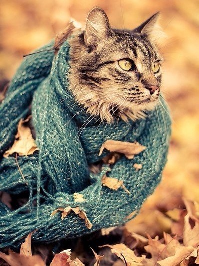 Прикольные животные