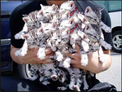 Что делать с котом
