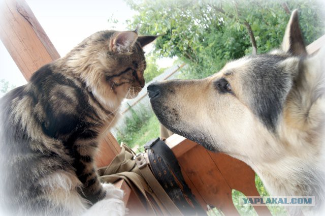 Суета вокруг кота