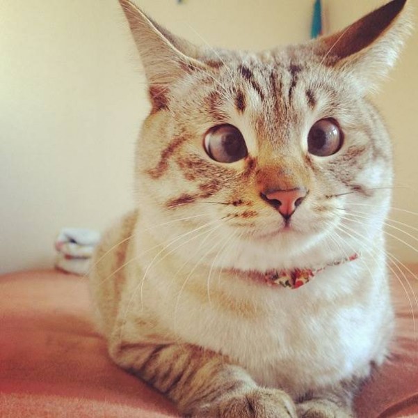 Коты и Кошки