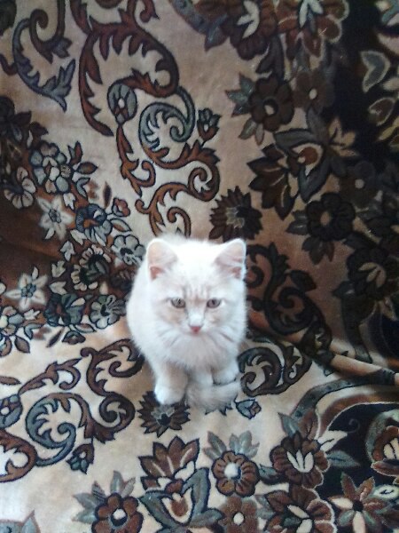 Коты и Кошки