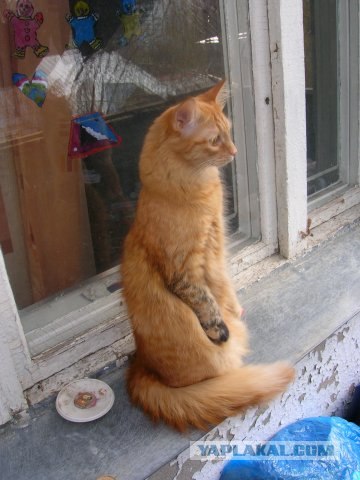 Котовторник на ЯПлакалъ (15.07.2008)