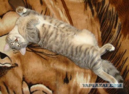 Котовторник - С праздником, котоводы!
