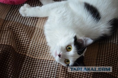 Котовторник 17.04.2012