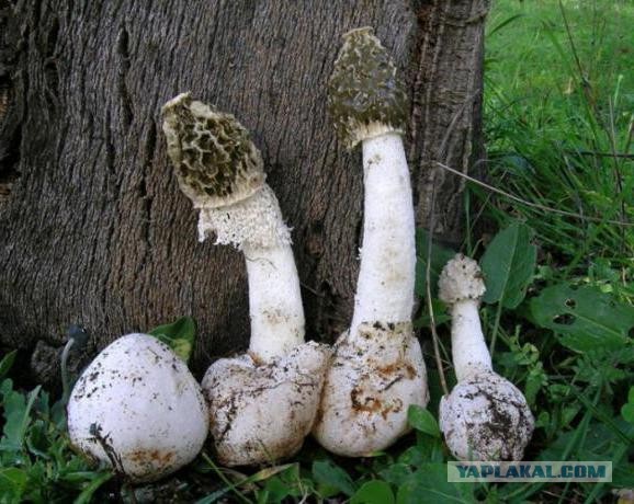 Рецепты приготовления  условно -съедобных грибов.