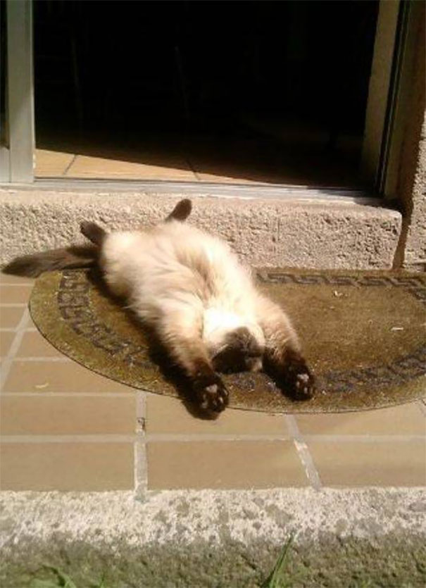 Котейки и солнышко