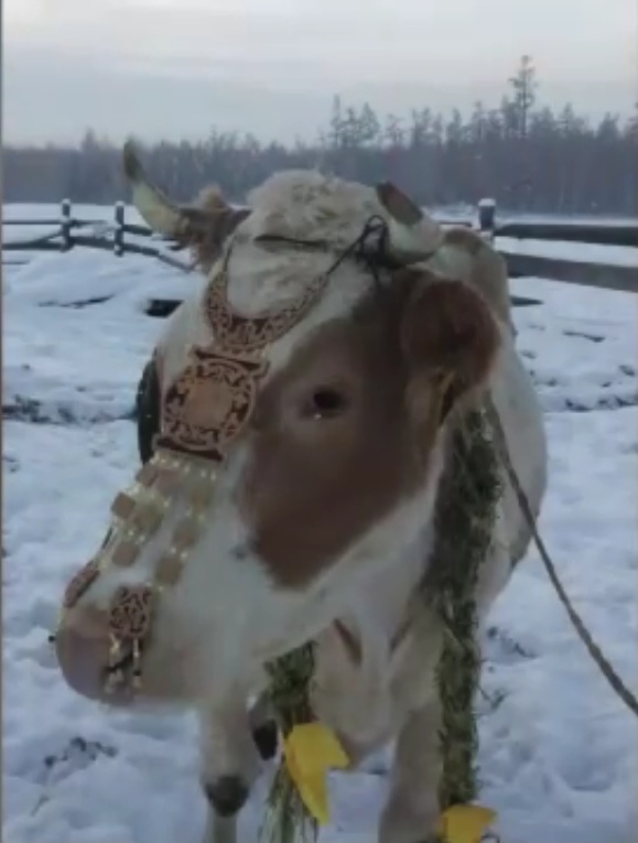 Модные чики: в Якутии прошел конкурс красоты для коров
