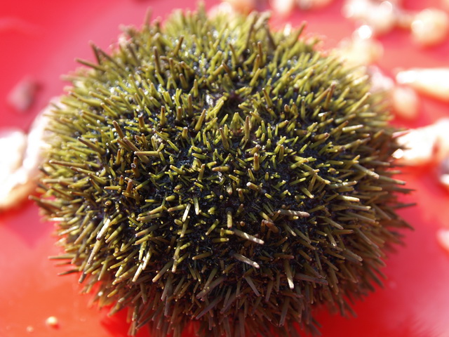 Петропавловск-Камчатский и его окрестности...