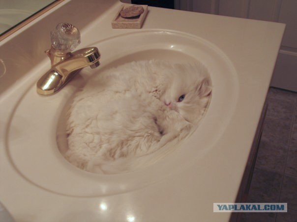 Все котики делают это