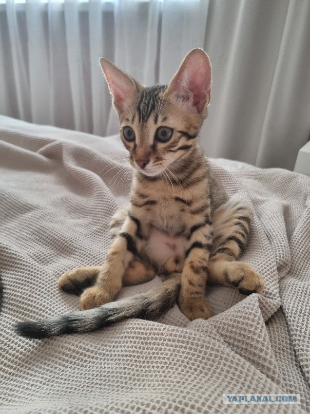 Котовторник