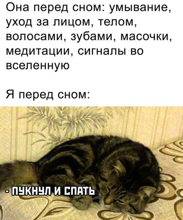 Всемирный день котиков.
