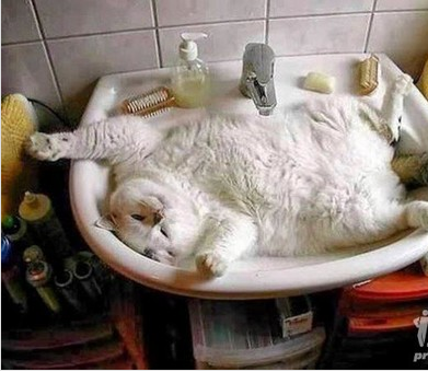 Котовторник 27.5.2014