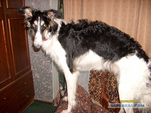 Собачки: русская борзая