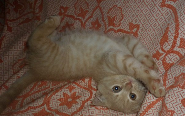 Котовторник 10.06.2014