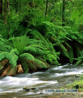 Плюсомет со шпалометом
